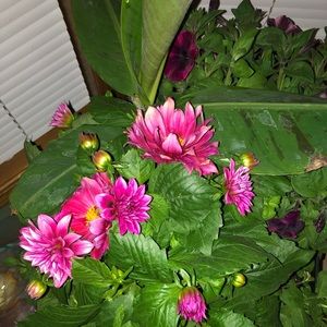 Meet your Posher, Beata